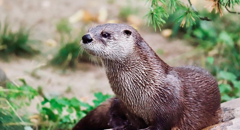 Wild USA Nieuw 6 Wild USA Nieuw 6